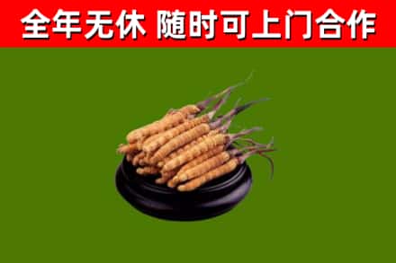 霍州烟酒回收冬虫夏草.jpg